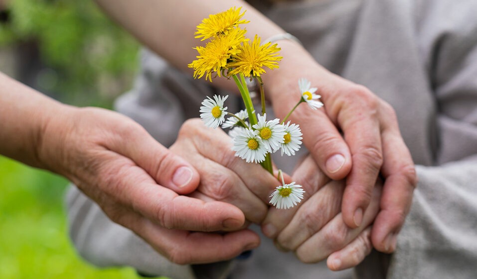 Close up of elderly male and female hands holding white and yellow flowers.